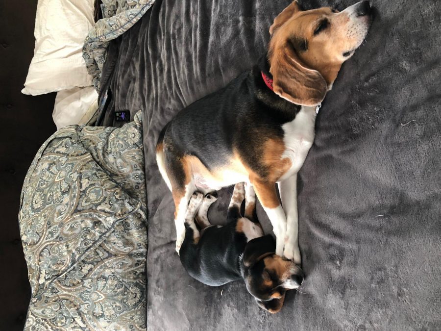 Emery Little - Cooper and Tobi 1