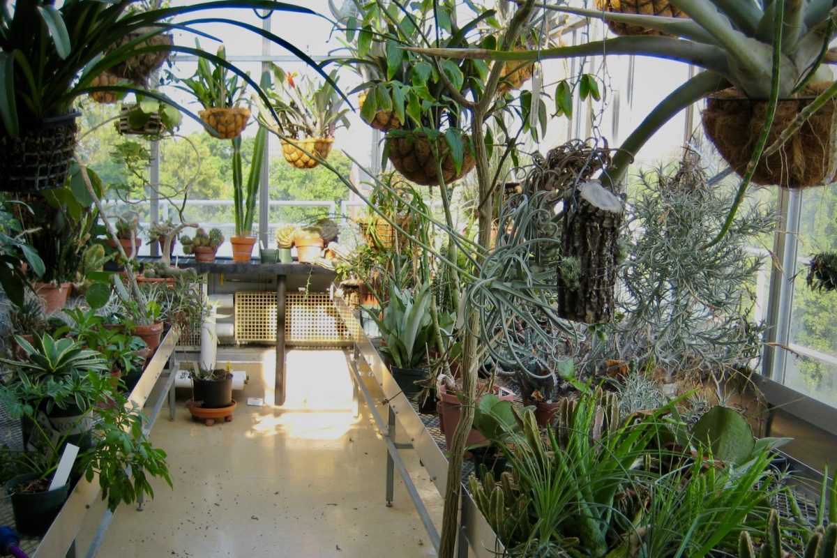 An array of plants in the Vanderbilt greenhouse, as photographed on Aug. 27, 2013. (Courtesy of Carl Johnson)